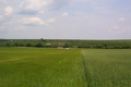 Suche im Maisfeld...